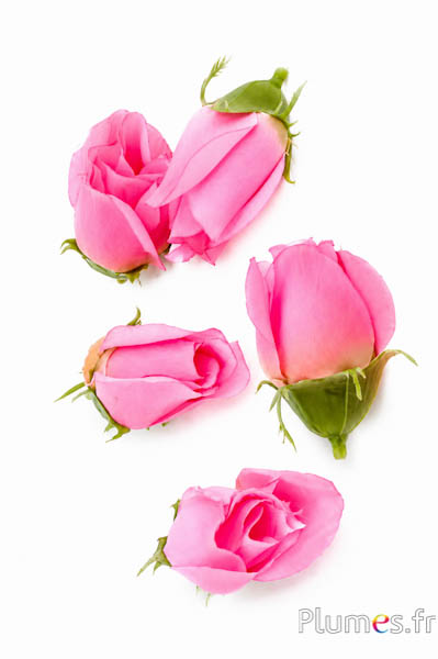 Rosenkopf - 7 x 3 cm - rosa